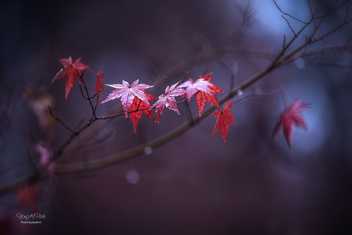 116_0093-s-AF-The reds in December-9(2019).jpg