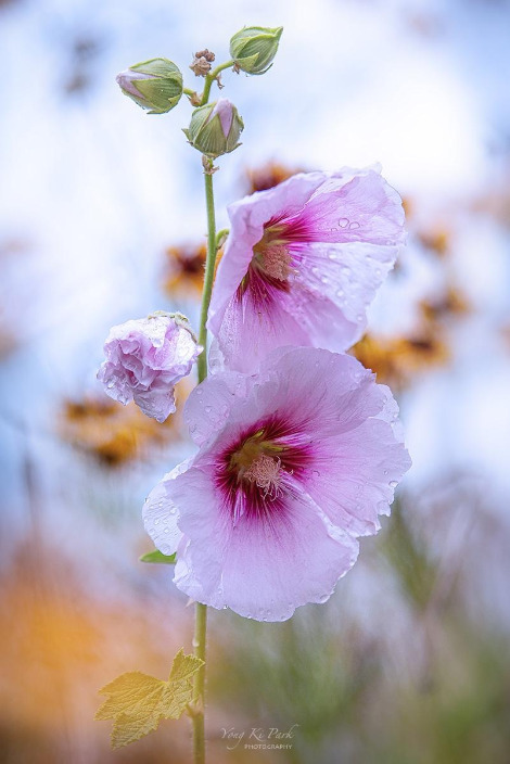 121_6180_76-st-s-Summer garden-12.jpg