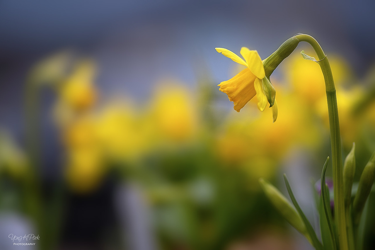 116_5216_15-st-s-Spring is there-11.jpg