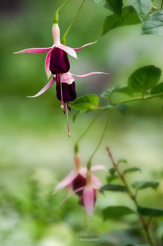 306_5369-s-In the garden of Monet-1.jpg