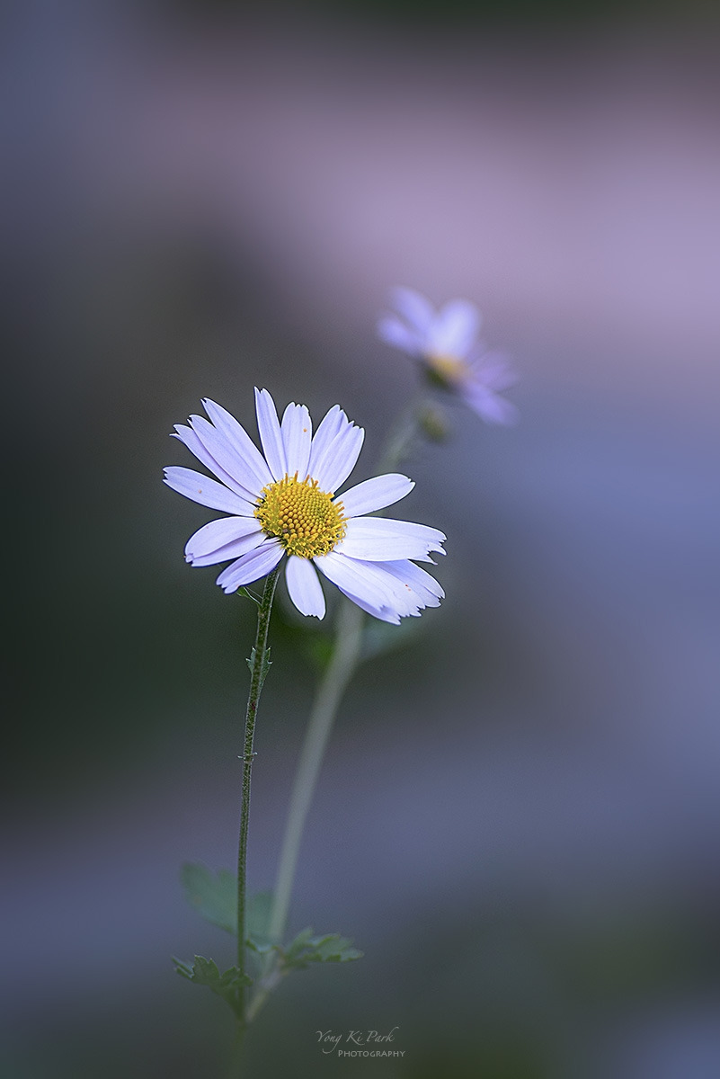 137_6385-89-st-c-s-Autumnal lyricism-6.jpg