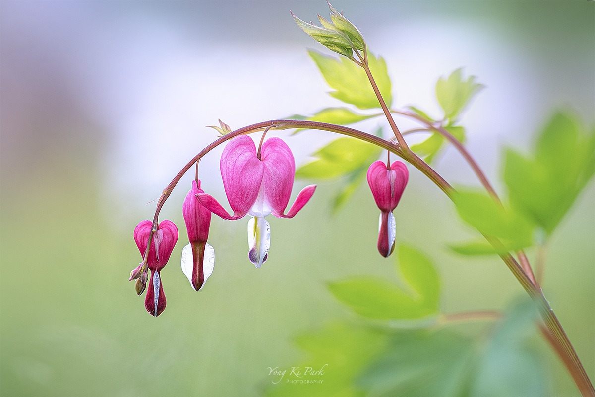 121_2605_12-st-c-s-Where my eyes stay-3.jpg