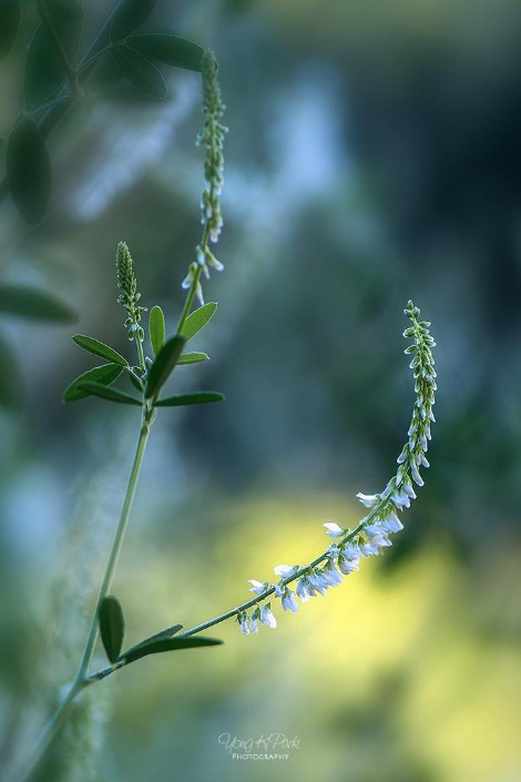 114_3387_86-st-s-Some small beauty of the summer morning-1.jpg