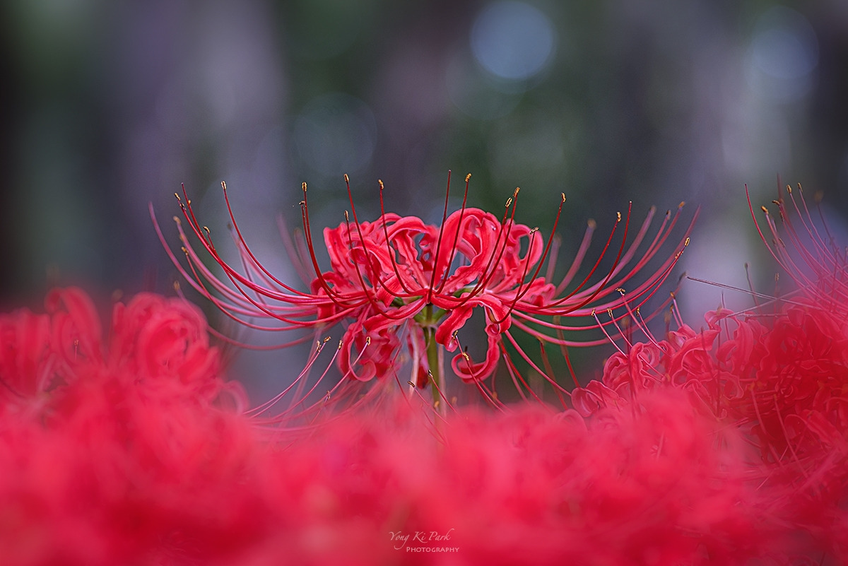 132_2864-66-st-s-Feelings of autumn-11.jpg