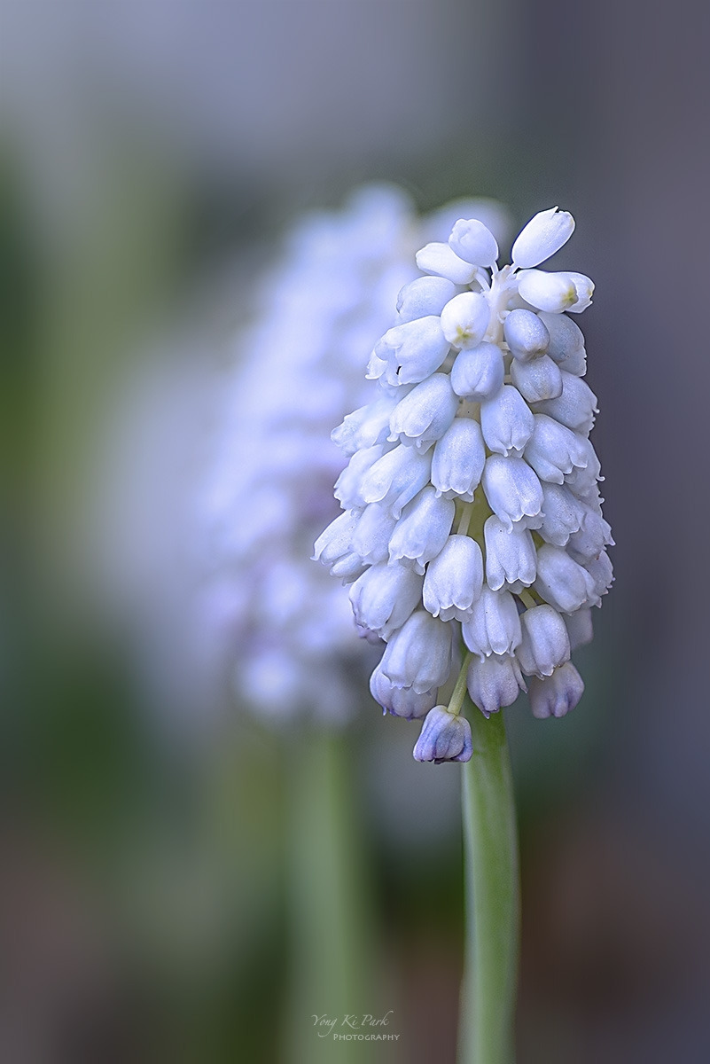 134_5296-5302-st-s-Spring that came to me-14.jpg