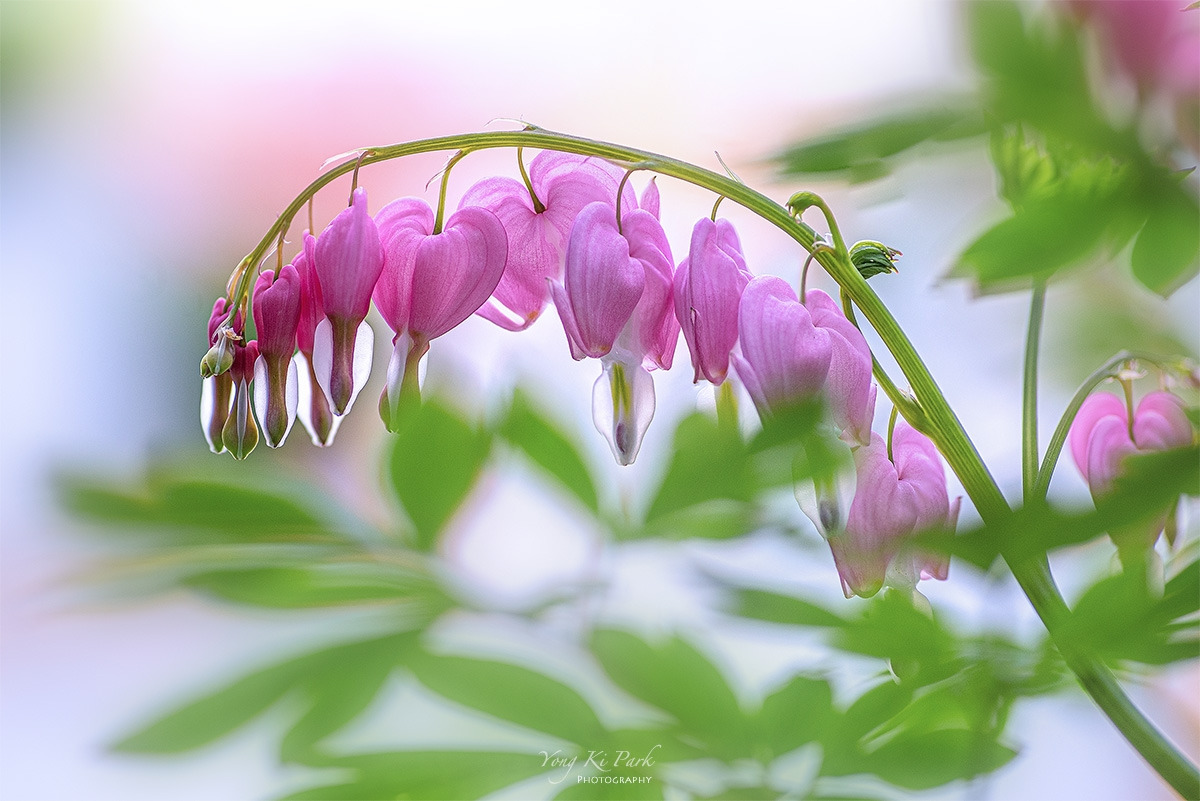 121_2299_96-st-s-So spring has come and is going-17.jpg