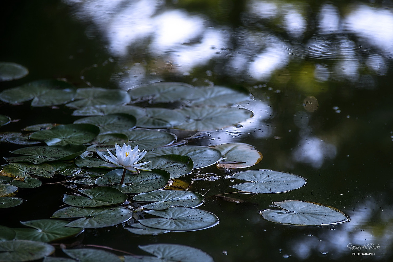 111_4933-s-Flowers surviving in hot summer-14.jpg