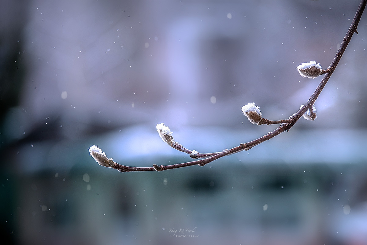 133_5310-5317-st-s-Winter story-1.jpg