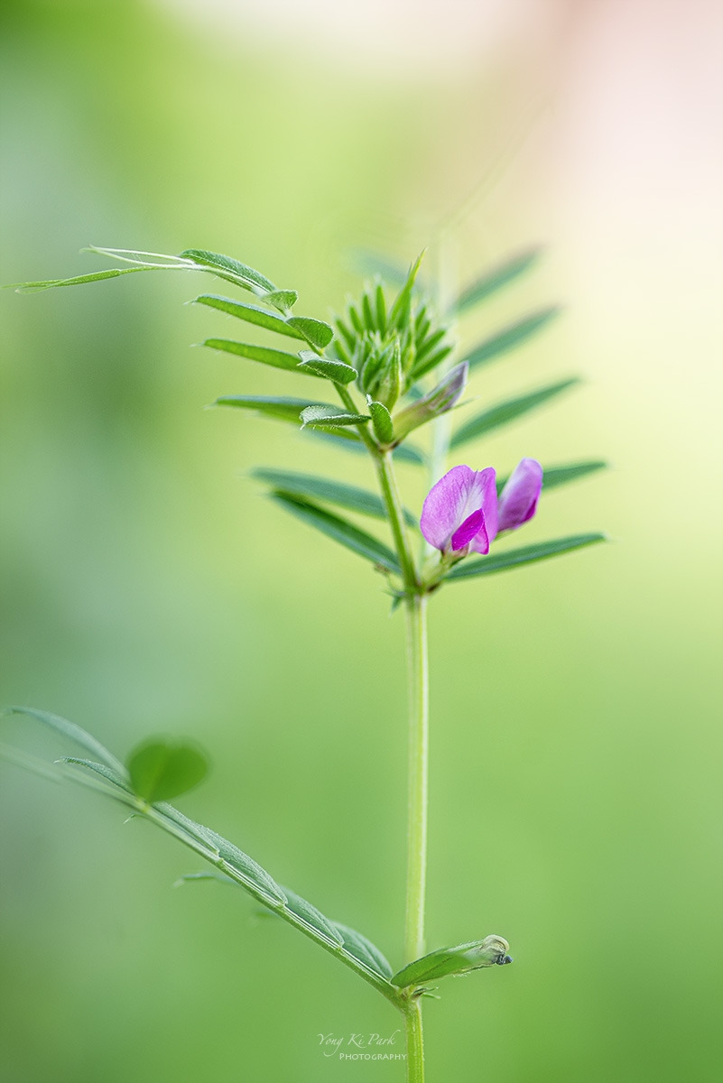 125_4797-4801-st-s-The spring of the town-2023-17.jpg