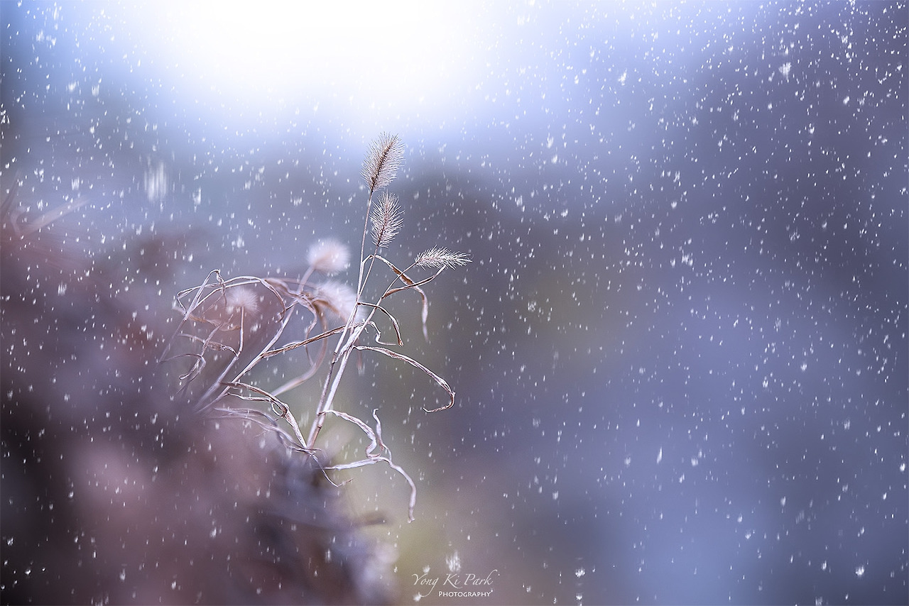 120_3299-m-s-Winter Forest-10.jpg