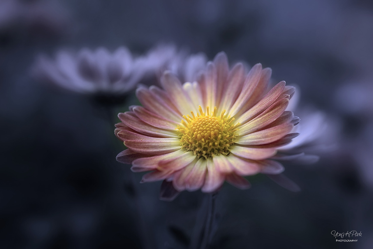 115_4480-m2-s-A precious moment of autumn-24.jpg