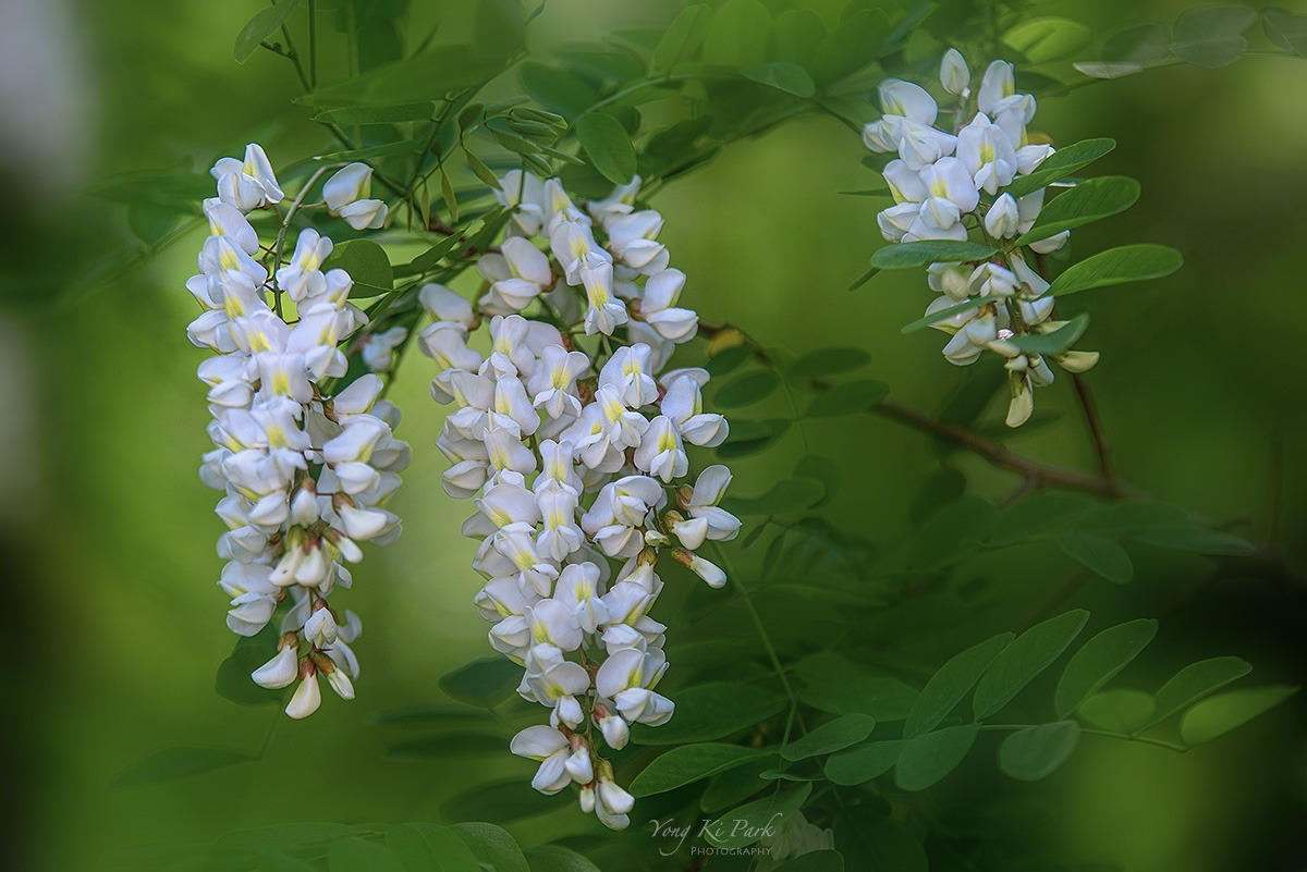 121_3332-s-So spring has come and is going-16.jpg