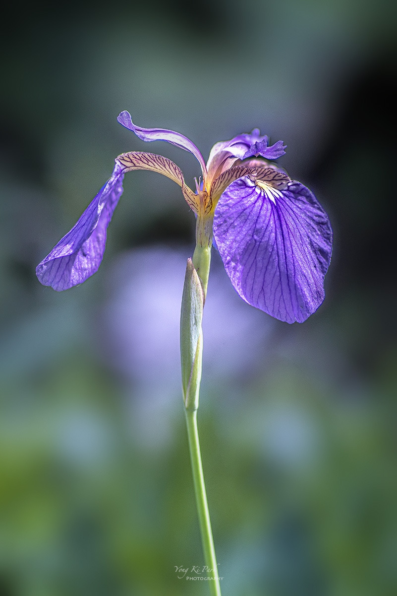 125_9057-59-st-s-A walk in the garden-17.jpg