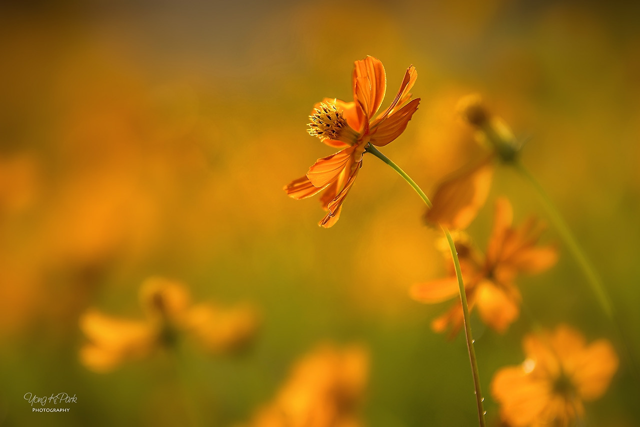 115_3882_1-s-A precious moment of autumn-18-2.jpg