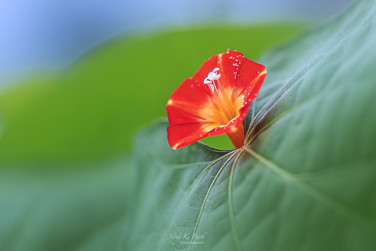 122_2782-s-Made in nature-27.jpg