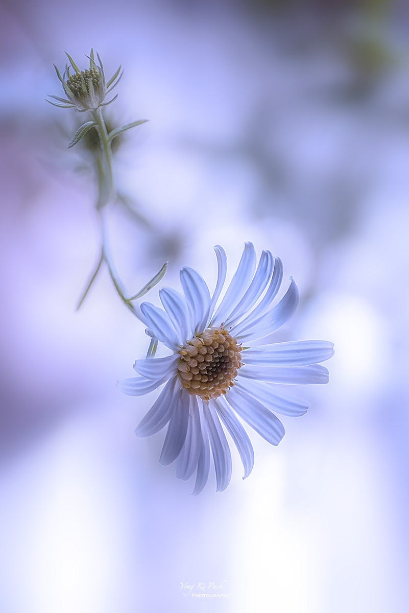 127_4367-75-st-s-Autumn garden-17.jpg