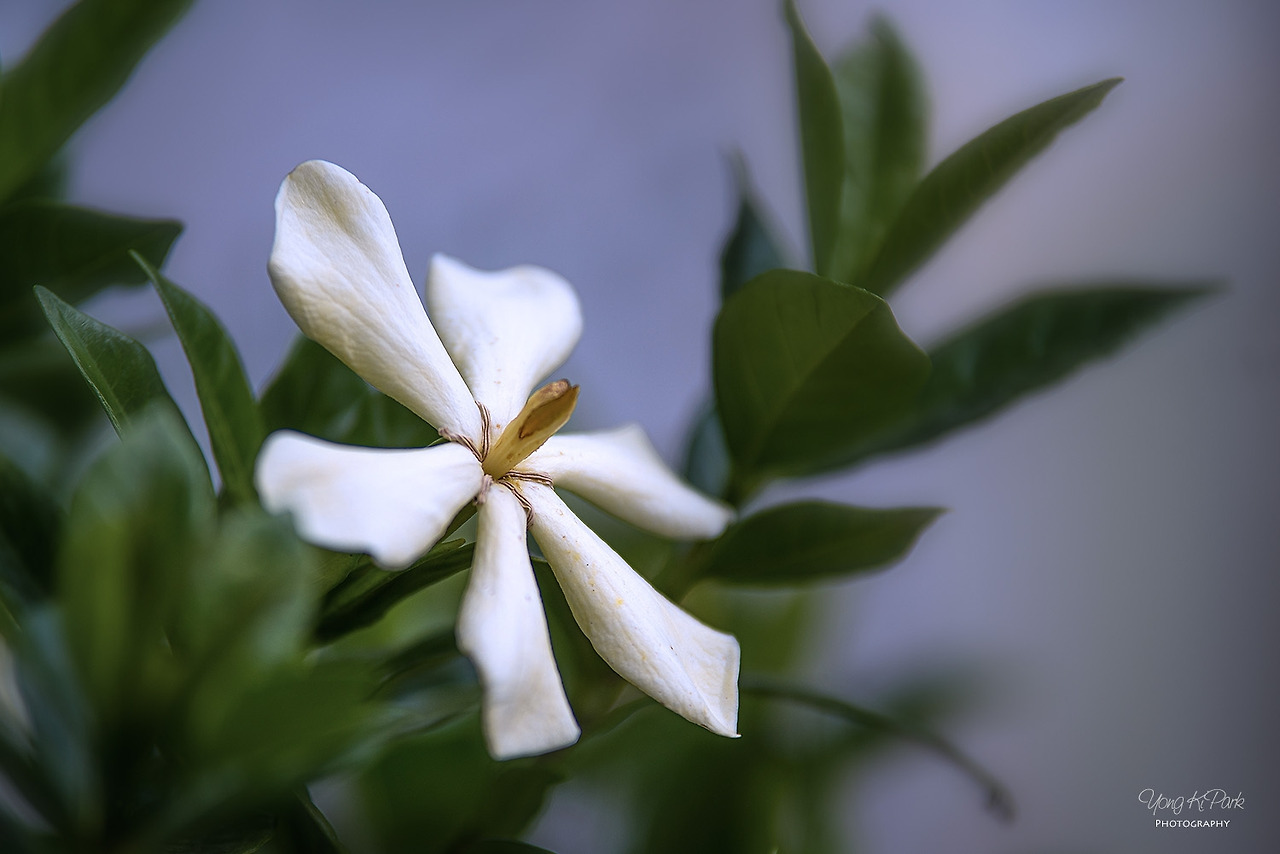 117_4297-s-A summer dream 2020-2.jpg