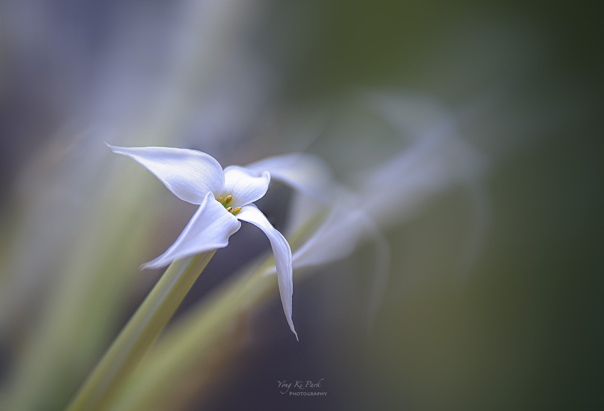 123_9690-93-st-m-s-Dreaming flower-23.jpg