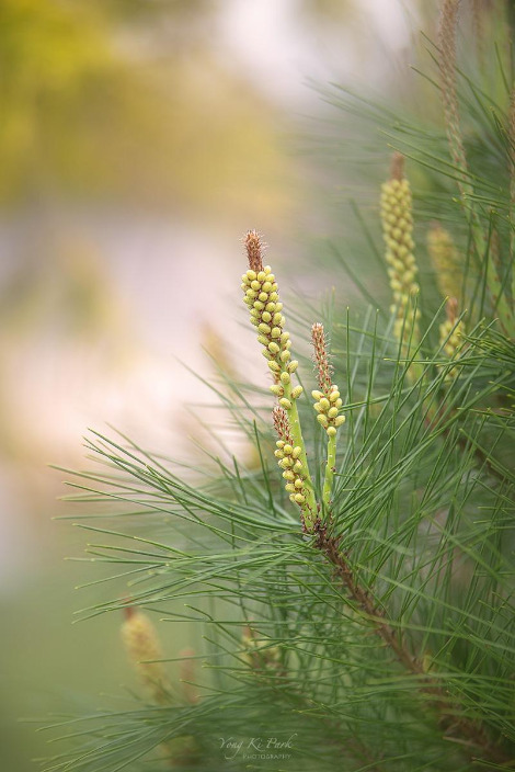 121_2335-s-So spring has come and is going-19.jpg