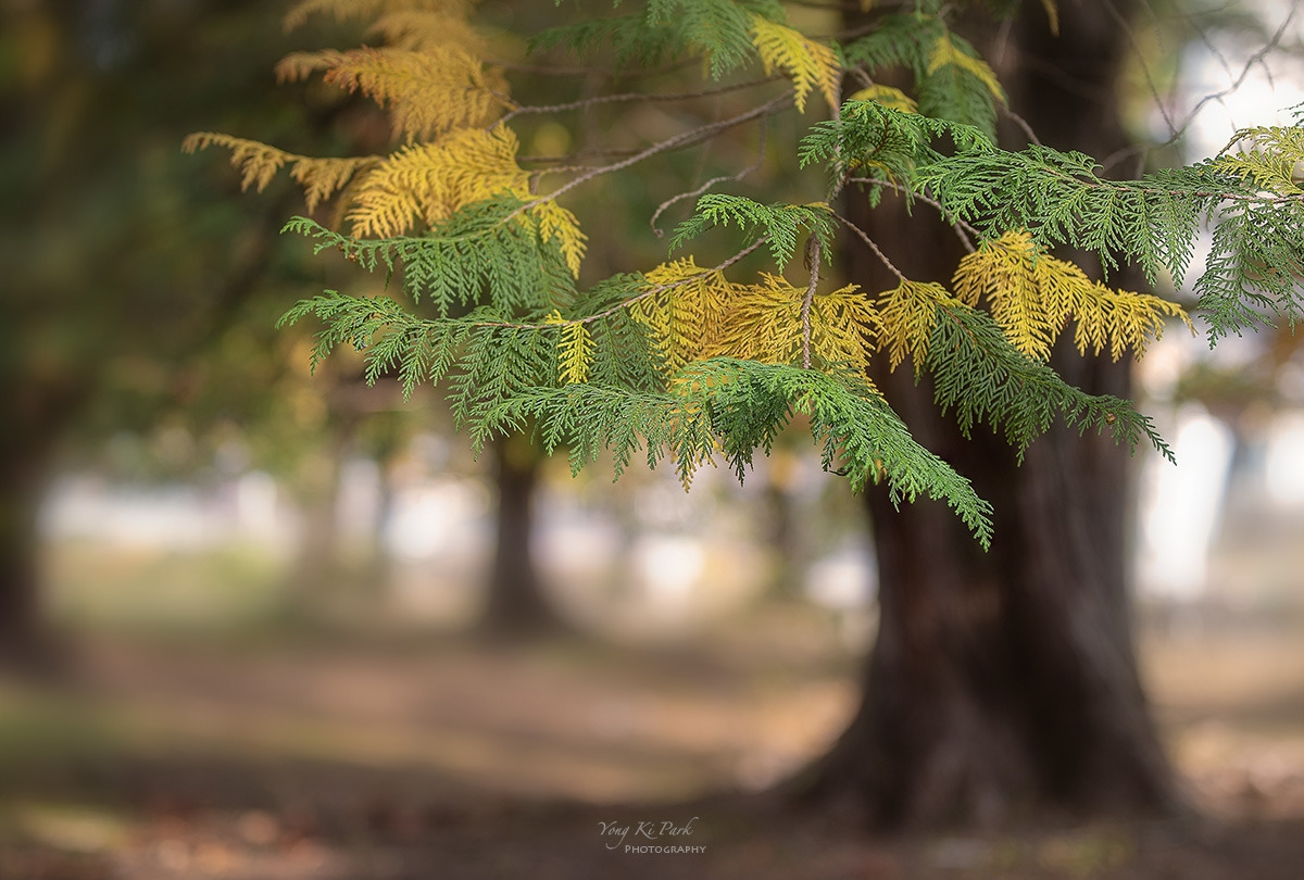 123_1860_65-st-s-The color of this autumn-11.jpg