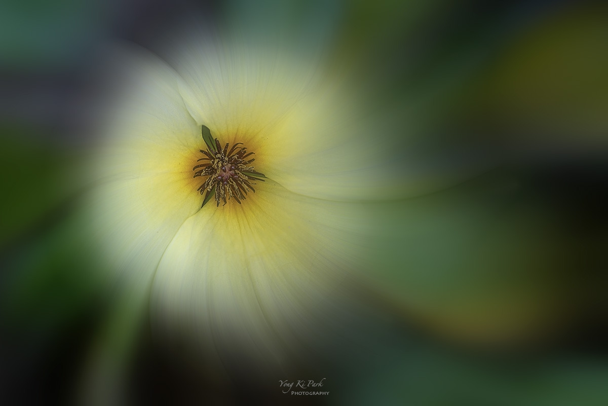 126_4775-76-st-m-s-Floral abstract-55-2023 summer story-3-2.jpg