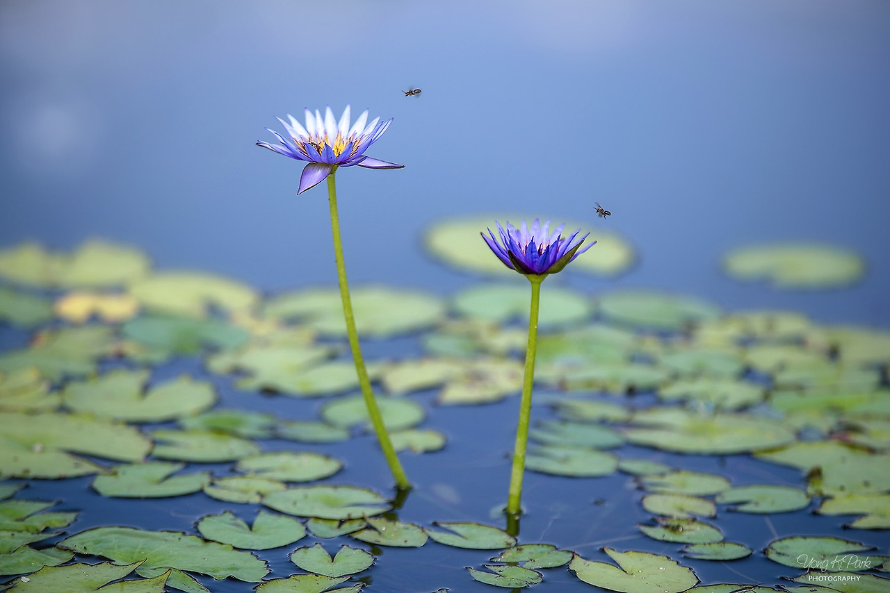 114_4471-s-At the summer pond-4.jpg