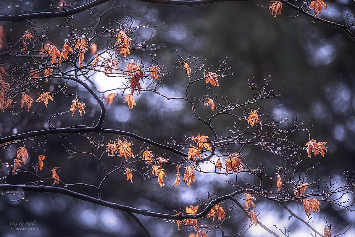 128_3608-09-st-s-Winter rain-2024-7.jpg