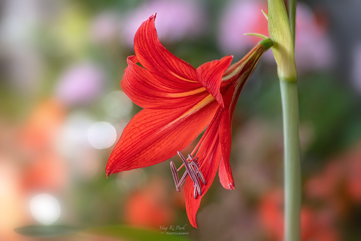 129_8763-71-st-s-Spring dream-11.jpg