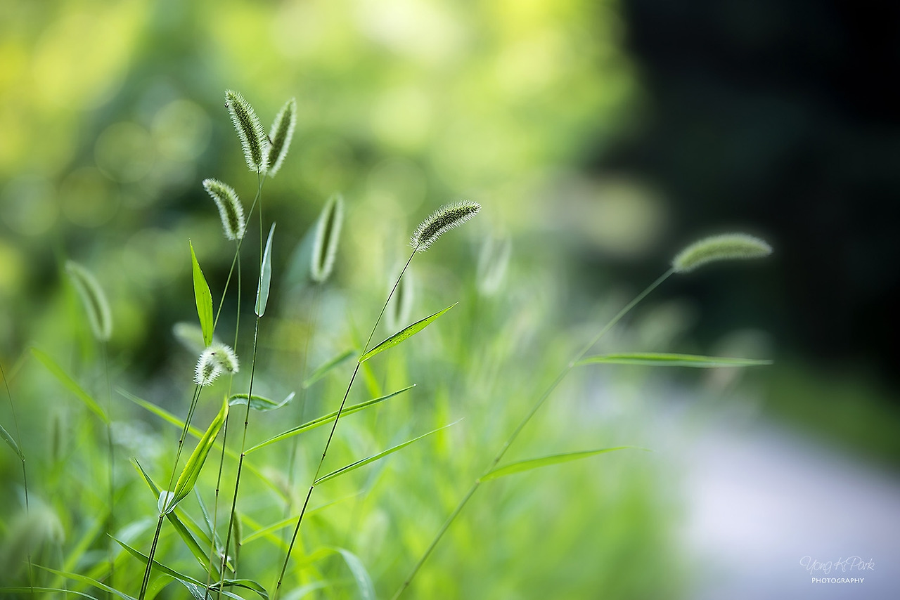 111_4710-s-Flowers surviving in hot summer-2.jpg