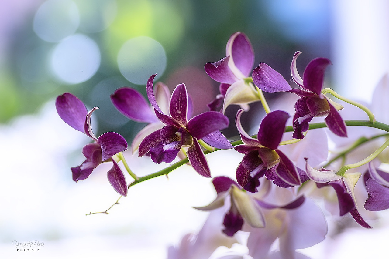 116_2377-s-Hawaii-마우이에서 만난 꽃-8.jpg