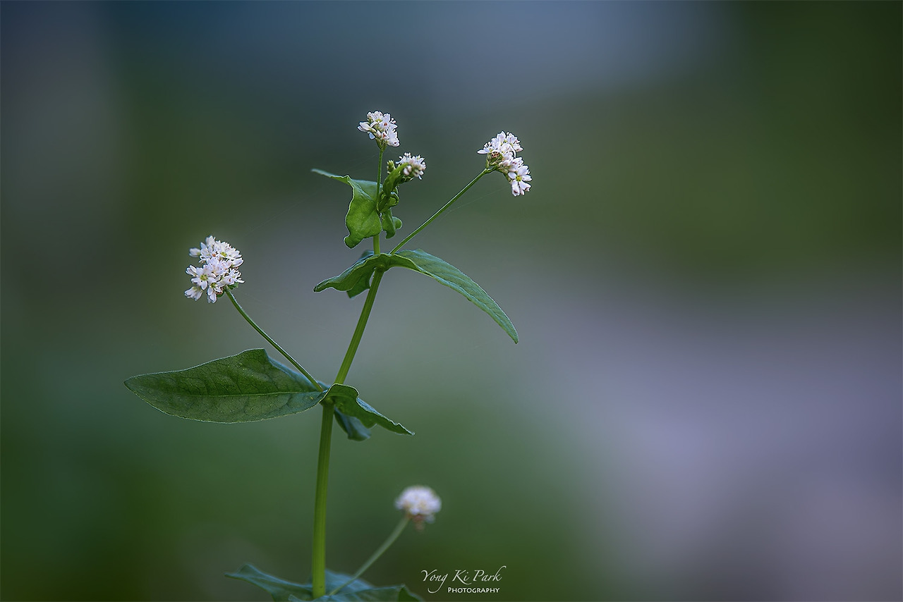 119_4830 _29-st-s-The summer in Muju-5-4.jpg