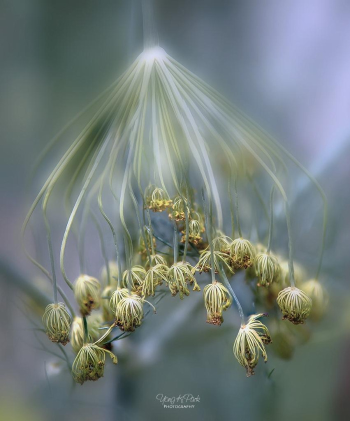 114_4662-67-st-s-AF-Variations on the theme of summer-2.jpg