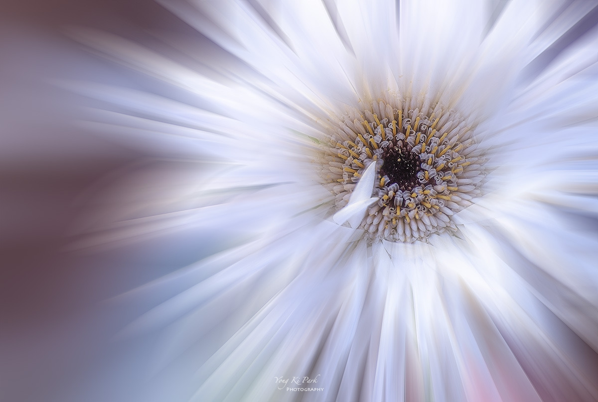 123_9940-44-st-c-m-s-Dreaming flowers-2-2.jpg