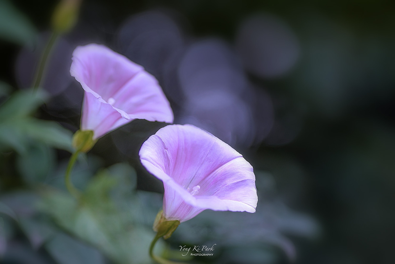 119_2117_15-st-s-Poetic summer-15.jpg