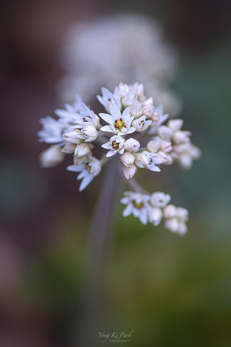 120_8999-s-At spring-7.jpg