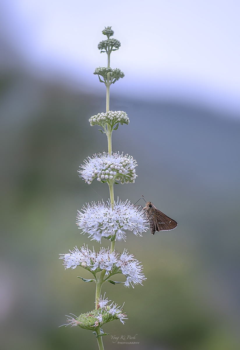 132_4163-65-st-s-A poem of autumn-3.jpg