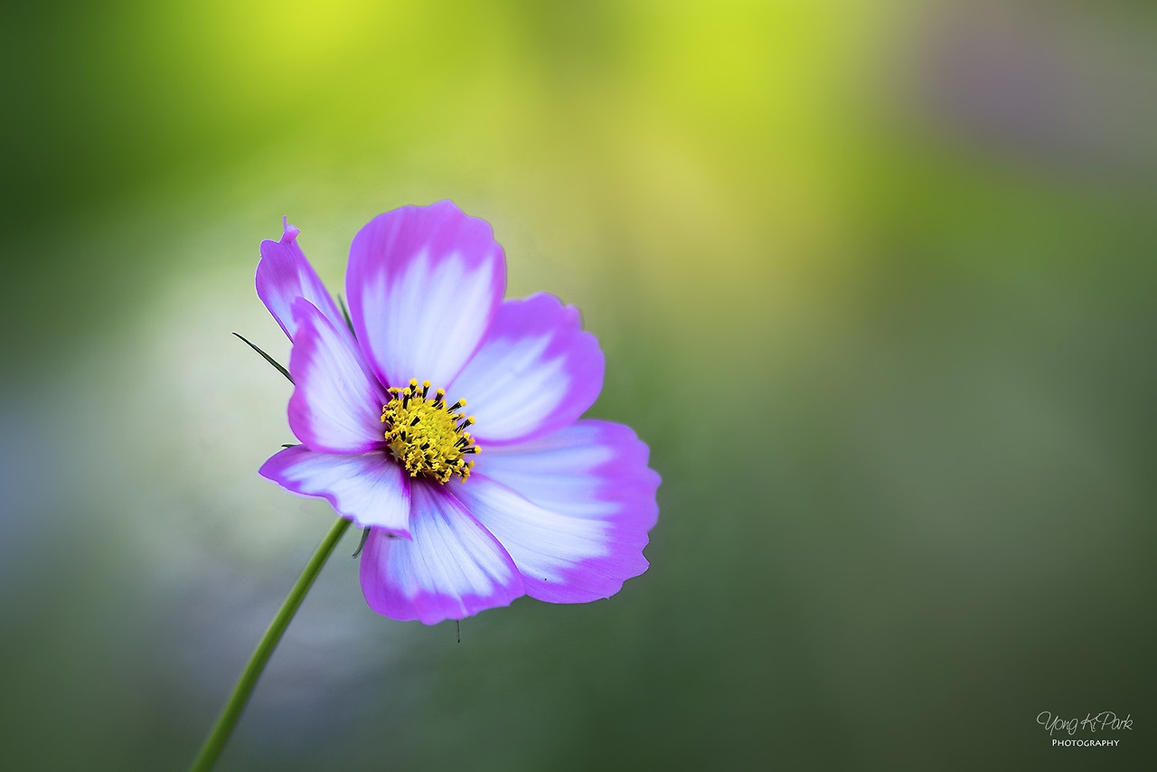 115_3719-s-A precious moment of autumn-28.jpg