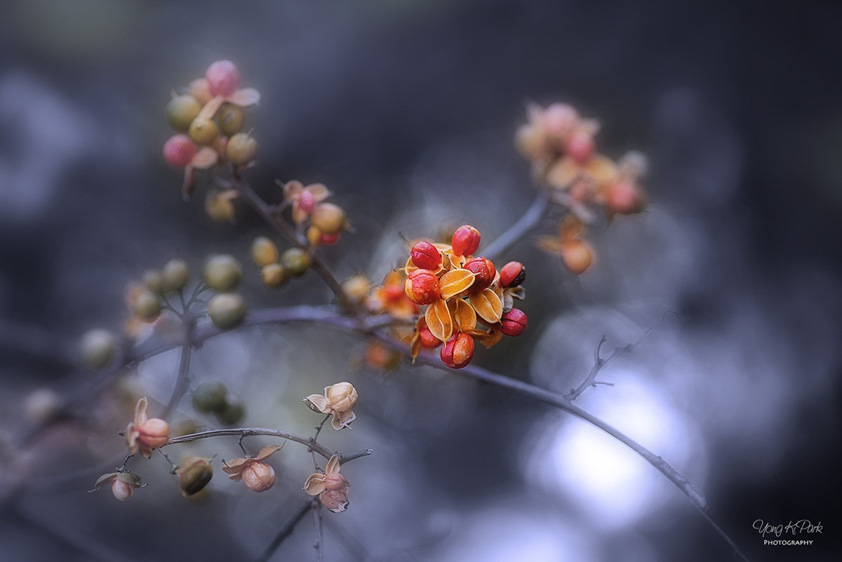 115_8403-s-AF-Into the autumn-24(2019).jpg