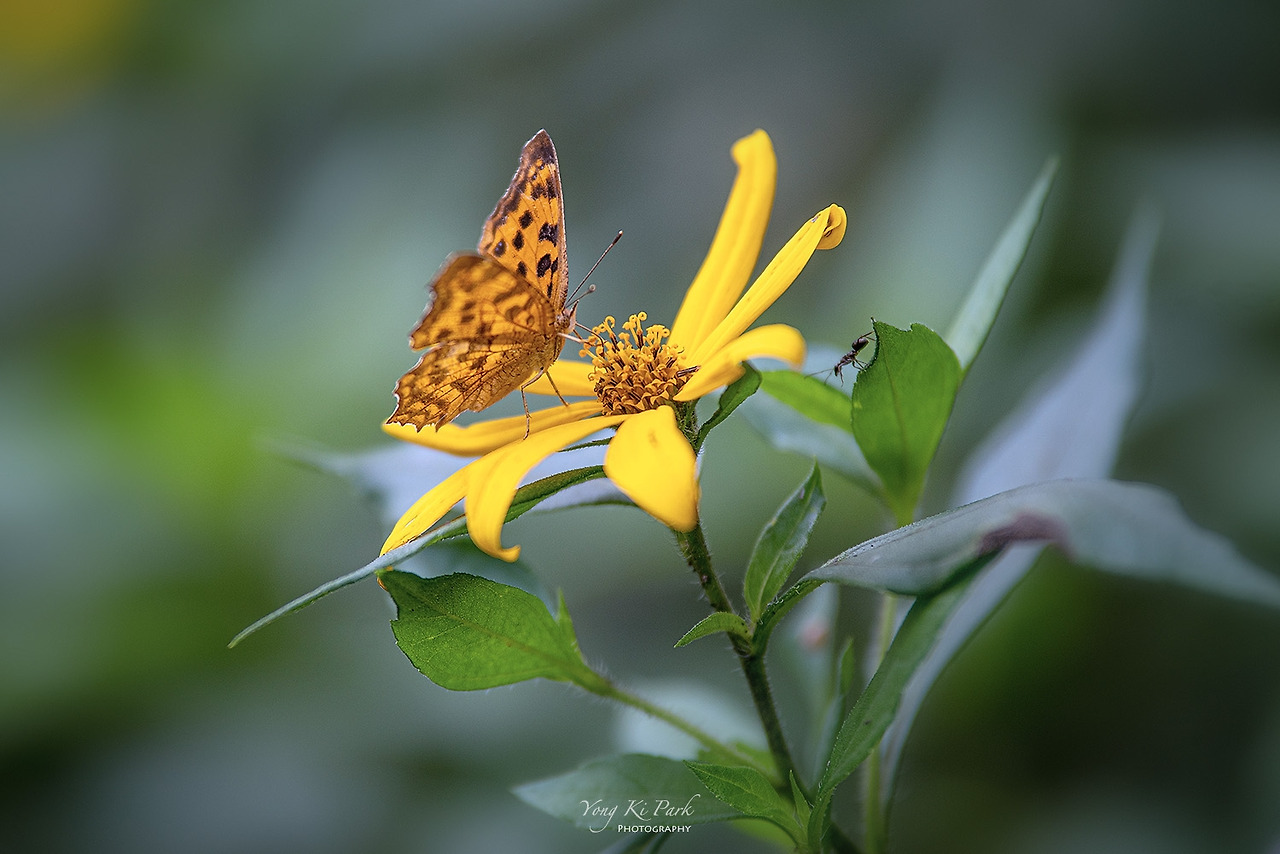 119_5690-s-Poem of September-3.jpg