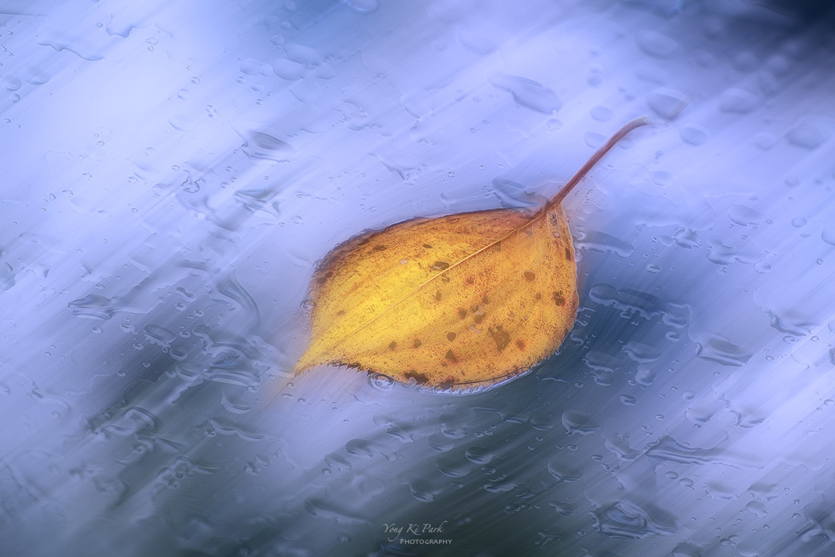 127_0615-24-st-m-s-Autumn rain-1.jpg