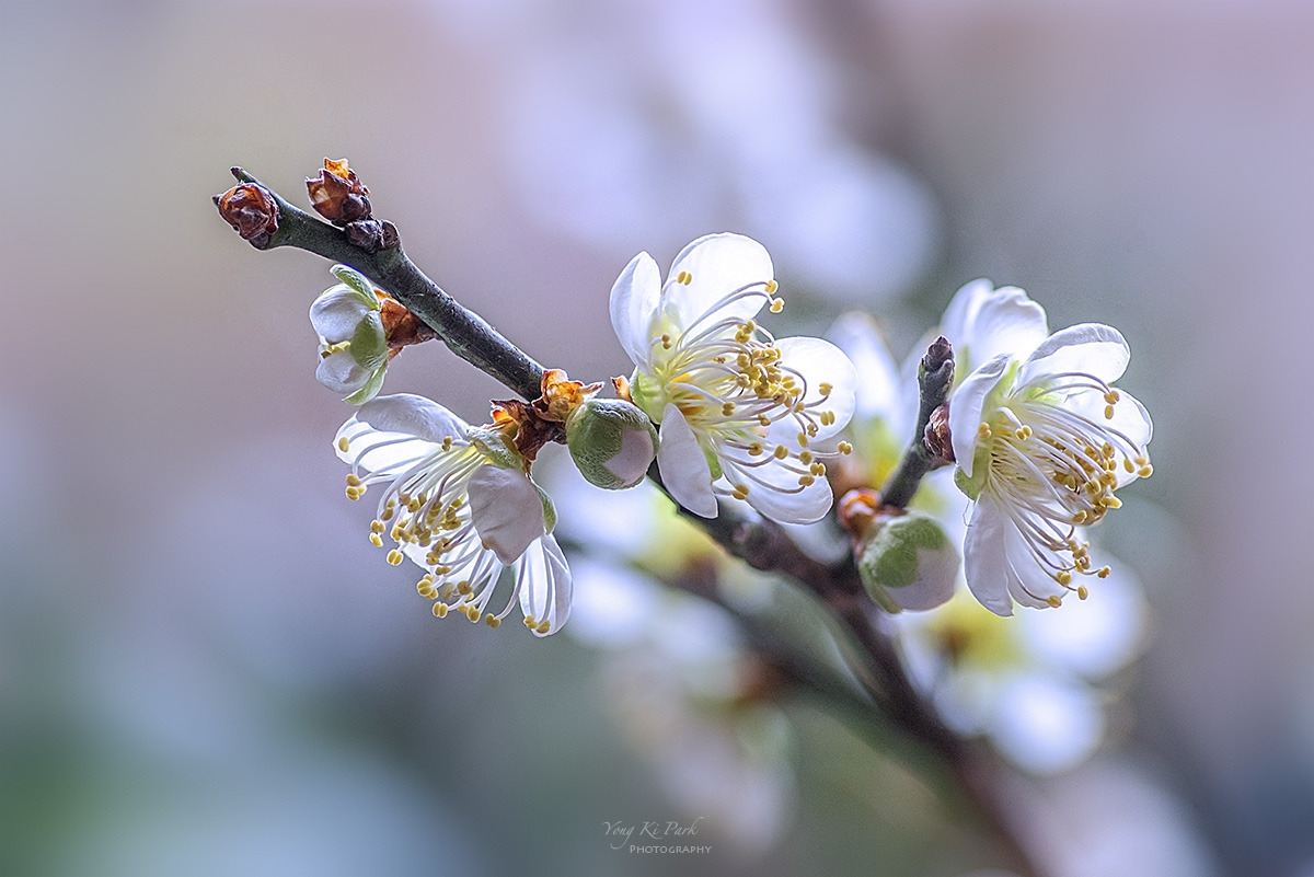 128_5756-66-st-s-Beginning of spring-10-1.jpg