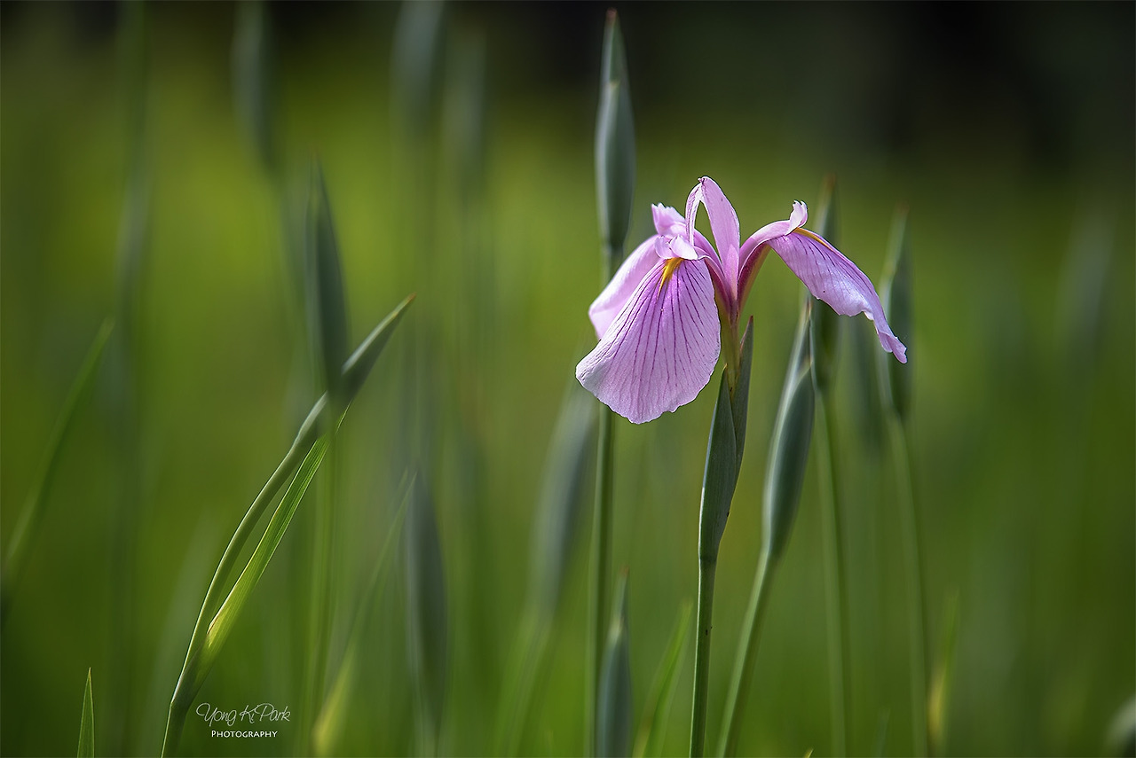 117_2508_10-st-s-Garden of June-5.jpg