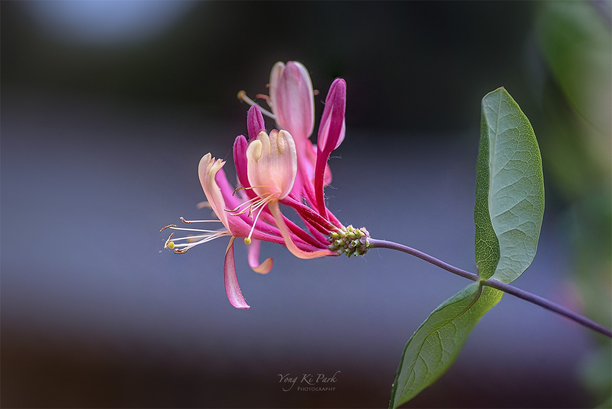 121_3830-33-st-s-Where my eyes-17.jpg