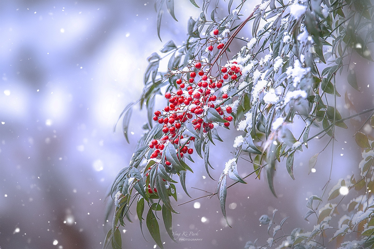 133_5909-14-st-m-s-Winter reflections-10.jpg