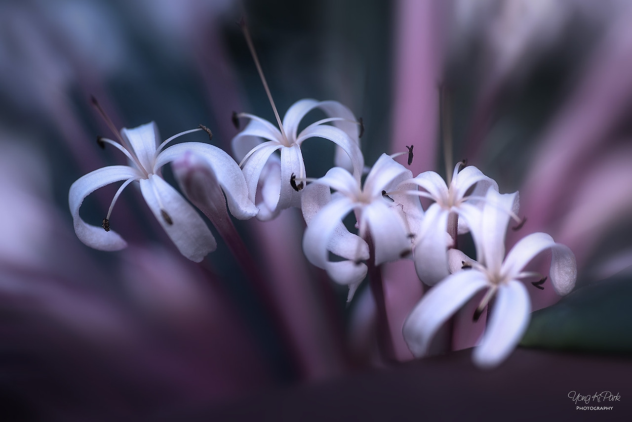 112_5975-s-Short trip to a tropical garden-5.jpg