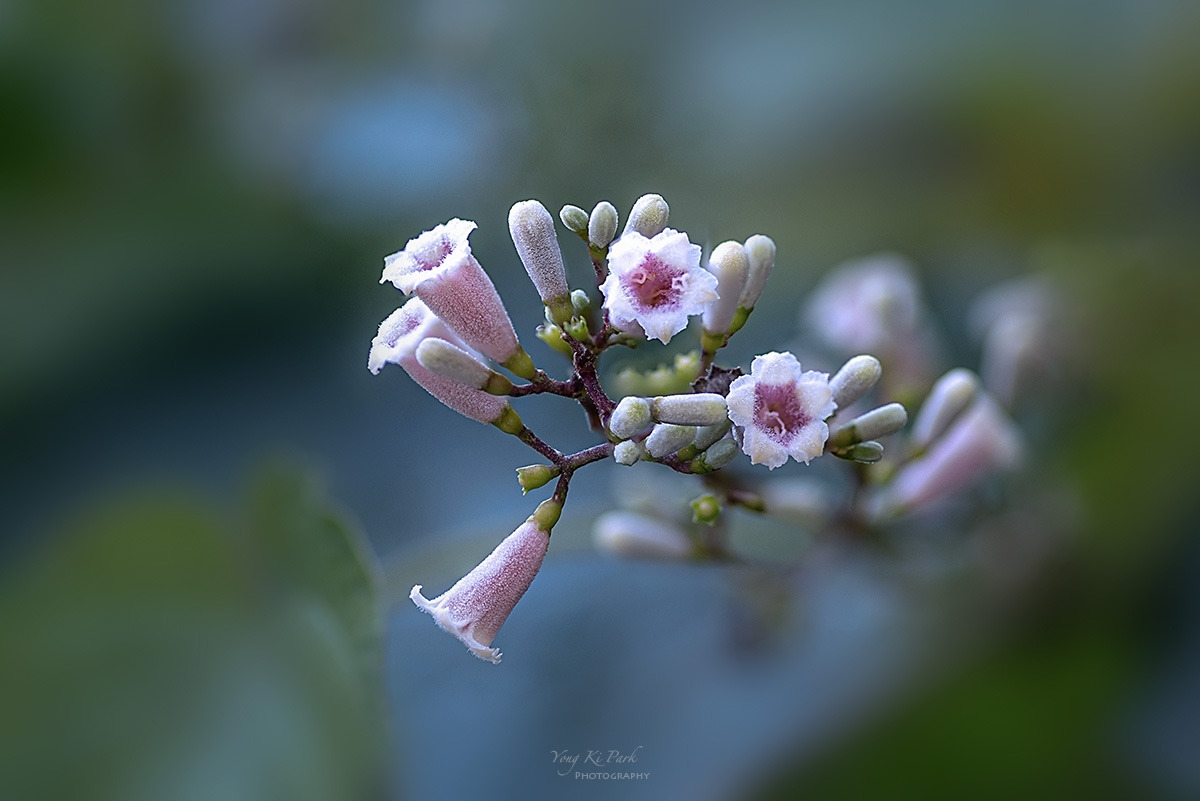 131_8309-17-st-s-Will fall come-4.jpg