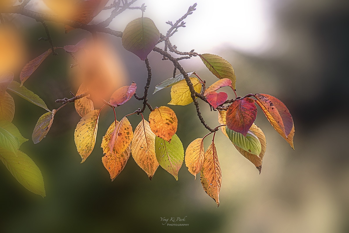 127_7870-71-st-s-Touch of autumn-25.jpg