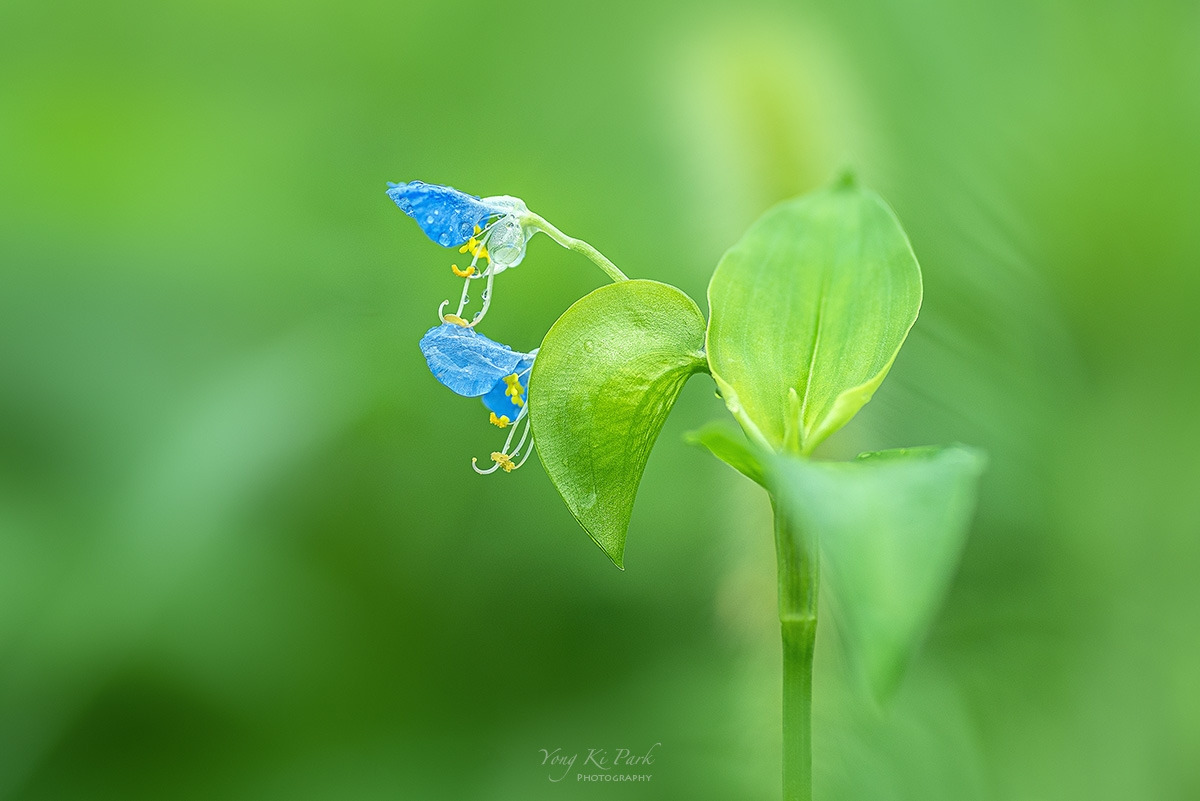 122_0135-s-Summer garden-37.jpg