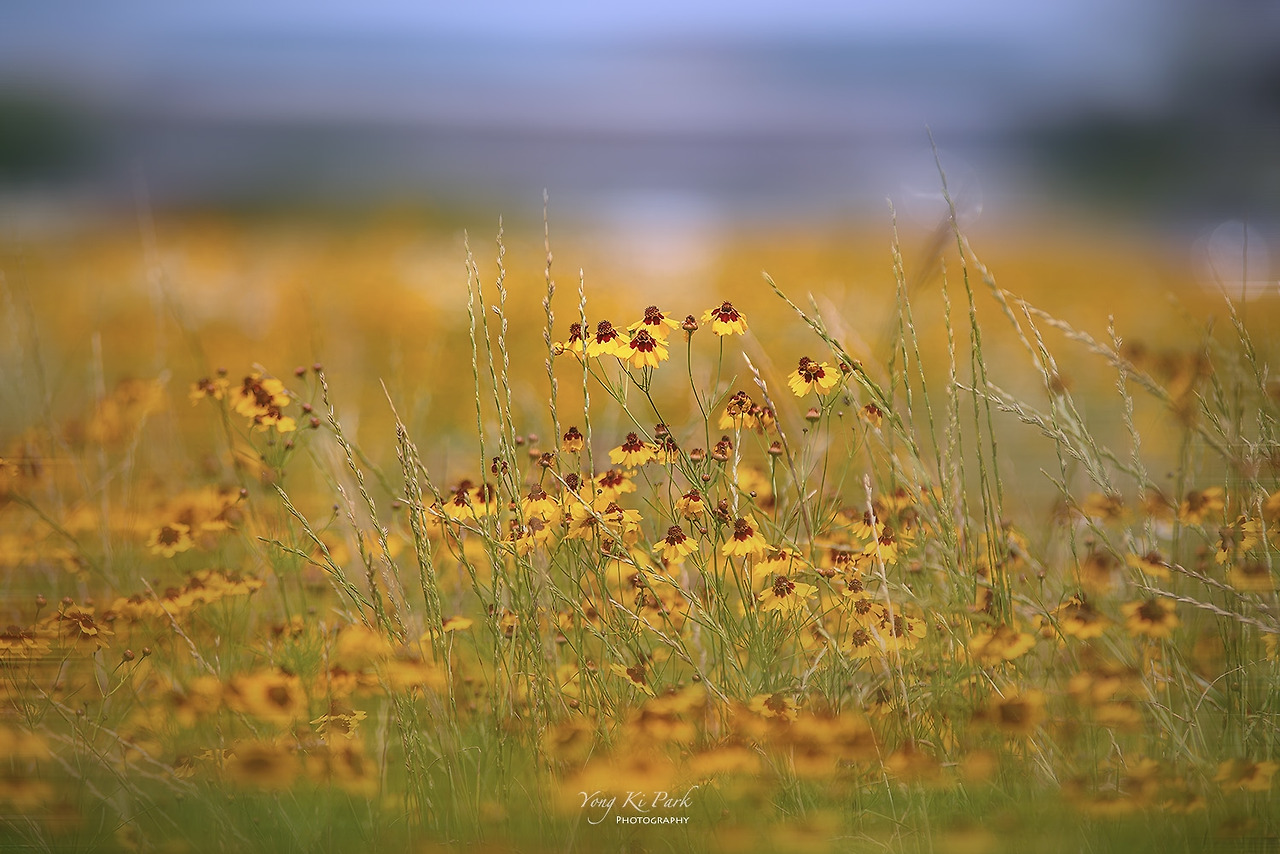 119_2611-m-s-Poetic summer-10-2.jpg