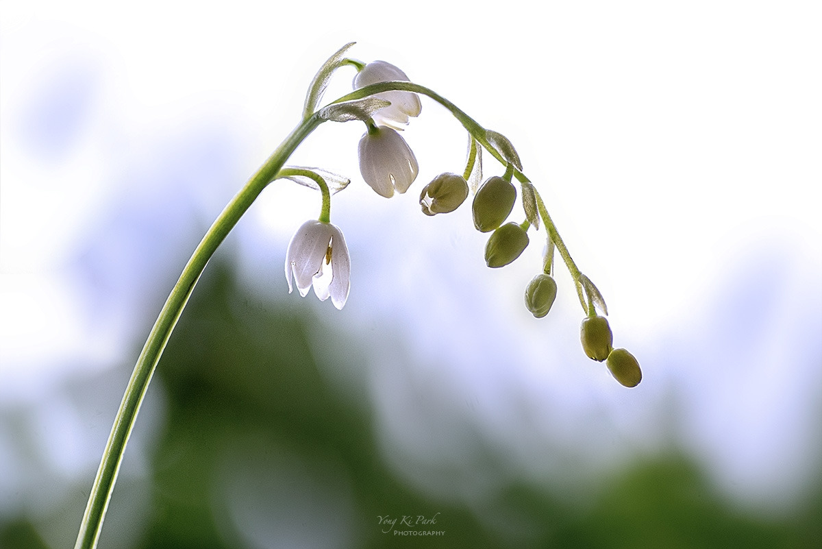 130_0809-18-st-s-Spring dream-2024-14-1.jpg